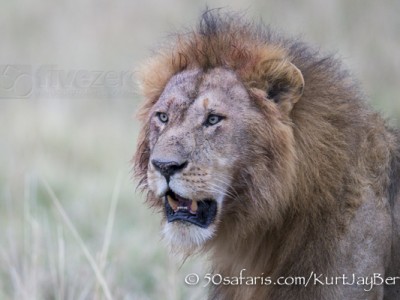 Kenya, great migration, migration, kill, wildebeest, calendar, crocodile, when to go, best, wildlife, safari, photo safari, photo tour, photographic safari, photographic tour, photo workshop, wildlife photography, 50 safaris, 50 photographic safaris, kurt jay bertels, lion, male, mane, large