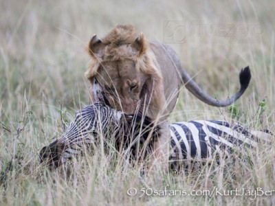 Kenya, great migration, migration, kill, wildebeest, calendar, crocodile, when to go, best, wildlife, safari, photo safari, photo tour, photographic safari, photographic tour, photo workshop, wildlife photography, 50 safaris, 50 photographic safaris, kurt jay bertels, male, lion, dragging, kill, zebra