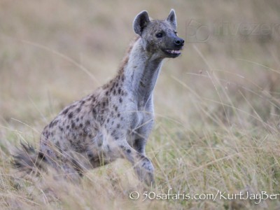 Kenya, great migration, migration, kill, wildebeest, calendar, crocodile, when to go, best, wildlife, safari, photo safari, photo tour, photographic safari, photographic tour, photo workshop, wildlife photography, 50 safaris, 50 photographic safaris, kurt jay bertels, hyeana, running, chasing