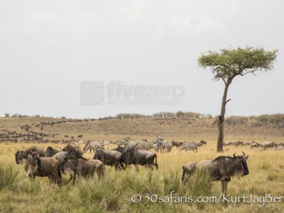 Kenya, great migration, migration, kill, wildebeest, calendar, crocodile, when to go, best, wildlife, safari, photo safari, photo tour, photographic safari, photographic tour, photo workshop, wildlife photography, 50 safaris, 50 photographic safaris, kurt jay bertels, wildebeest, building, zebra