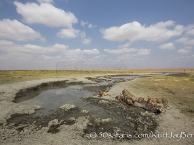 Kenya, great migration, migration, kill, wildebeest, calendar, crocodile, when to go, best, wildlife, safari, photo safari, photo tour, photographic safari, photographic tour, photo workshop, wildlife photography, 50 safaris, 50 photographic safaris, kurt jay bertels, amboseli, amboseli national park, lions, kill, wildebeest, feeding, eating, cubs, fighting, aggression