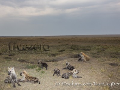 Kenya, great migration, migration, kill, wildebeest, calendar, crocodile, when to go, best, wildlife, safari, photo safari, photo tour, photographic safari, photographic tour, photo workshop, wildlife photography, 50 safaris, 50 photographic safaris, kurt jay bertels, hyaena, spotted hyaena, cub, pup, cute, den, den site