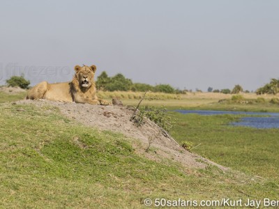 botswana, okavango delta, okavango, wilderness, wilderness safaris, calendar, when to go, best, wildlife, safari, photo safari, photo tour, photographic safari, photographic tour, photo workshop, wildlife photography, 50 safaris, 50 photographic safaris, kurt jay bertels, lion, kill, buffalo, relentless enemies, derek joubert, lion, male, young