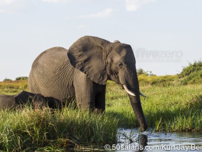 botswana, okavango delta, okavango, wilderness, wilderness safaris, calendar, when to go, best, wildlife, safari, photo safari, photo tour, photographic safari, photographic tour, photo workshop, wildlife photography, 50 safaris, 50 photographic safaris, kurt jay bertels, lion, kill, buffalo, relentless enemies, derek joubert, elephant, calf, baby, water, swimming