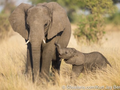 botswana, okavango delta, okavango, wilderness, wilderness safaris, calendar, when to go, best, wildlife, safari, photo safari, photo tour, photographic safari, photographic tour, photo workshop, wildlife photography, 50 safaris, 50 photographic safaris, kurt jay bertels, lion, kill, buffalo, relentless enemies, derek joubert, elephant, baby, calf, cute, drinking