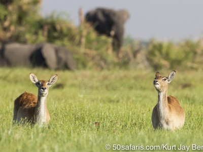 botswana, okavango delta, okavango, wilderness, wilderness safaris, calendar, when to go, best, wildlife, safari, photo safari, photo tour, photographic safari, photographic tour, photo workshop, wildlife photography, 50 safaris, 50 photographic safaris, kurt jay bertels, lion, kill, buffalo, relentless enemies, derek joubert, red lechwe, elephants, alert