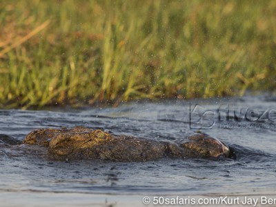 botswana, okavango delta, okavango, wilderness, wilderness safaris, calendar, when to go, best, wildlife, safari, photo safari, photo tour, photographic safari, photographic tour, photo workshop, wildlife photography, 50 safaris, 50 photographic safaris, kurt jay bertels, lion, kill, buffalo, relentless enemies, derek joubert, crocodile, huge