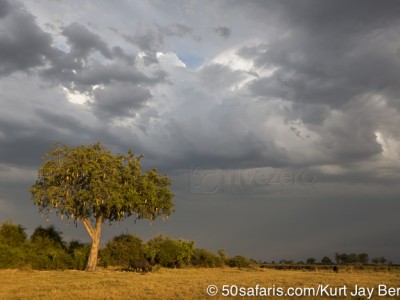 botswana, okavango delta, okavango, wilderness, wilderness safaris, calendar, when to go, best, wildlife, safari, photo safari, photo tour, photographic safari, photographic tour, photo workshop, wildlife photography, 50 safaris, 50 photographic safaris, kurt jay bertels, lion, kill, buffalo, relentless enemies, derek joubert, buffalo, light, afternoon, beautiful