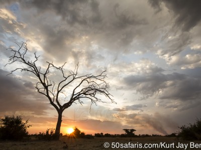 botswana, okavango delta, okavango, wilderness, wilderness safaris, calendar, when to go, best, wildlife, safari, photo safari, photo tour, photographic safari, photographic tour, photo workshop, wildlife photography, 50 safaris, 50 photographic safaris, kurt jay bertels, lion, kill, buffalo, relentless enemies, derek joubert, sunset, dead tree