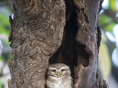 tiger safari, india, ranthambore, tiger, calendar, when to go, best, wildlife, safari, photo safari, photo tour, photographic safari, photographic tour, photo workshop, wildlife photography, 50 safaris, 50 photographic safaris, kurt jay bertels, spotted owlet, owl