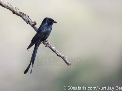 tiger safari, india, ranthambore, tiger, calendar, when to go, best, wildlife, safari, photo safari, photo tour, photographic safari, photographic tour, photo workshop, wildlife photography, 50 safaris, 50 photographic safaris, kurt jay bertels, black drongo