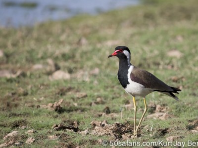 tiger safari, india, ranthambore, tiger, calendar, when to go, best, wildlife, safari, photo safari, photo tour, photographic safari, photographic tour, photo workshop, wildlife photography, 50 safaris, 50 photographic safaris, kurt jay bertels, red wattled lapwing