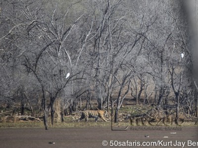 tiger safari, india, ranthambore, tiger, calendar, when to go, best, wildlife, safari, photo safari, photo tour, photographic safari, photographic tour, photo workshop, wildlife photography, 50 safaris, 50 photographic safaris, kurt jay bertels, female, tigress, lake, swimming