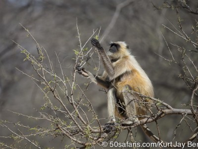 tiger safari, india, ranthambore, tiger, calendar, when to go, best, wildlife, safari, photo safari, photo tour, photographic safari, photographic tour, photo workshop, wildlife photography, 50 safaris, 50 photographic safaris, kurt jay bertels, langur, monkey