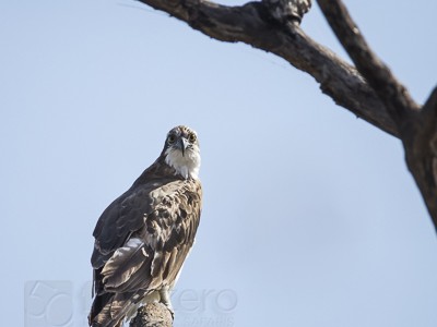 tiger safari, india, ranthambore, tiger, calendar, when to go, best, wildlife, safari, photo safari, photo tour, photographic safari, photographic tour, photo workshop, wildlife photography, 50 safaris, 50 photographic safaris, kurt jay bertels, osprey