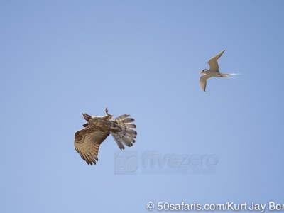 tiger safari, india, ranthambore, tiger, calendar, when to go, best, wildlife, safari, photo safari, photo tour, photographic safari, photographic tour, photo workshop, wildlife photography, 50 safaris, 50 photographic safaris, kurt jay bertels, river tern, oriental honey buzzard