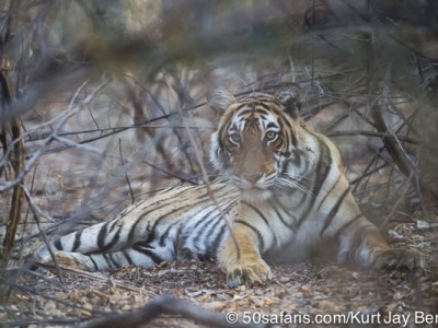 tiger safari, india, ranthambore, tiger, calendar, when to go, best, wildlife, safari, photo safari, photo tour, photographic safari, photographic tour, photo workshop, wildlife photography, 50 safaris, 50 photographic safaris, kurt jay bertels, tiger, cub, young, sub-adult