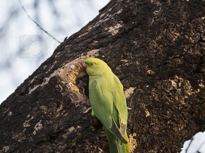 tiger safari, india, ranthambore, tiger, calendar, when to go, best, wildlife, safari, photo safari, photo tour, photographic safari, photographic tour, photo workshop, wildlife photography, 50 safaris, 50 photographic safaris, kurt jay bertels, rose ringed parakeet, nest