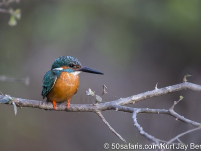 tiger safari, india, ranthambore, tiger, calendar, when to go, best, wildlife, safari, photo safari, photo tour, photographic safari, photographic tour, photo workshop, wildlife photography, 50 safaris, 50 photographic safaris, kurt jay bertels, common kingfisher