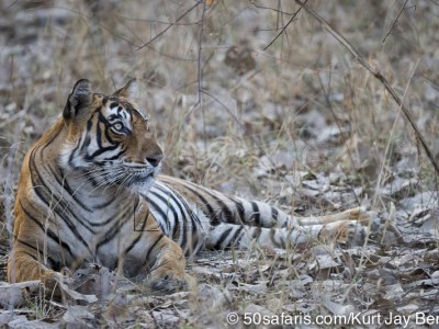 tiger safari, india, ranthambore, tiger, calendar, when to go, best, wildlife, safari, photo safari, photo tour, photographic safari, photographic tour, photo workshop, wildlife photography, 50 safaris, 50 photographic safaris, kurt jay bertels, tiger, female, adult