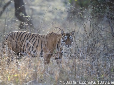 tiger safari, india, ranthambore, tiger, calendar, when to go, best, wildlife, safari, photo safari, photo tour, photographic safari, photographic tour, photo workshop, wildlife photography, 50 safaris, 50 photographic safaris, kurt jay bertels, tiger, female, adult