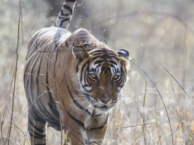 tiger safari, india, ranthambore, tiger, calendar, when to go, best, wildlife, safari, photo safari, photo tour, photographic safari, photographic tour, photo workshop, wildlife photography, 50 safaris, 50 photographic safaris, kurt jay bertels, tiger, female, adult