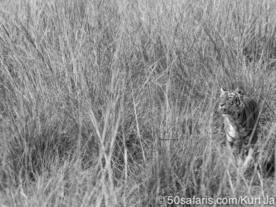tiger safari, india, ranthambore, tiger, calendar, when to go, best, wildlife, safari, photo safari, photo tour, photographic safari, photographic tour, photo workshop, wildlife photography, 50 safaris, 50 photographic safaris, kurt jay bertels, tiger, female, adult