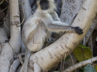 tiger safari, india, ranthambore, tiger, calendar, when to go, best, wildlife, safari, photo safari, photo tour, photographic safari, photographic tour, photo workshop, wildlife photography, 50 safaris, 50 photographic safaris, kurt jay bertels, langur monkey