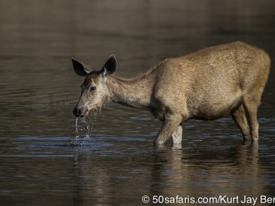tiger safari, india, ranthambore, tiger, calendar, when to go, best, wildlife, safari, photo safari, photo tour, photographic safari, photographic tour, photo workshop, wildlife photography, 50 safaris, 50 photographic safaris, kurt jay bertels, sambar deer, drinking