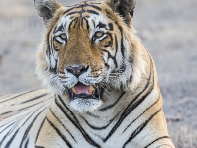 tiger safari, india, ranthambore, tiger, calendar, when to go, best, wildlife, safari, photo safari, photo tour, photographic safari, photographic tour, photo workshop, wildlife photography, 50 safaris, 50 photographic safaris, kurt jay bertels, tiger, male, large, adult