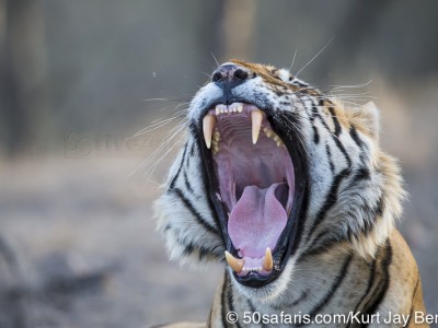 tiger safari, india, ranthambore, tiger, calendar, when to go, best, wildlife, safari, photo safari, photo tour, photographic safari, photographic tour, photo workshop, wildlife photography, 50 safaris, 50 photographic safaris, kurt jay bertels, tiger, male, large, adult, yawning, canine, teeth