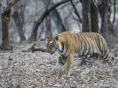 tiger safari, india, ranthambore, tiger, calendar, when to go, best, wildlife, safari, photo safari, photo tour, photographic safari, photographic tour, photo workshop, wildlife photography, 50 safaris, 50 photographic safaris, kurt jay bertels, tiger, male, large, adult