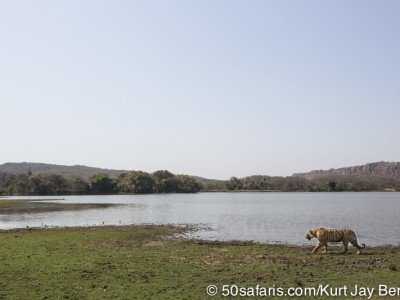 tiger safari, india, ranthambore, tiger, calendar, when to go, best, wildlife, safari, photo safari, photo tour, photographic safari, photographic tour, photo workshop, wildlife photography, 50 safaris, 50 photographic safaris, kurt jay bertels, tiger, female, lake, large, adult