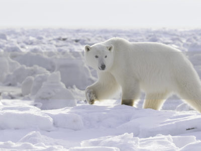 Permalink to The Polar Bear Safari in Canada