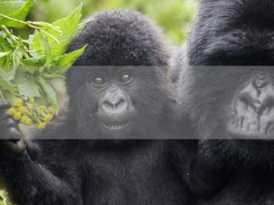 Permalink to The Gorilla Safari in Rwanda