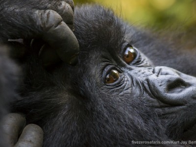 calendar, when to go, best, wildlife, safari, photo safari, photo tour, photographic safari, photographic tour, photo workshop, wildlife photography, five zero safaris, five zero photographic safaris, fivezero, kurt jay bertels, gorilla, gorilla safari, rwanda, gorilla trekking, volcano, volcanoes national park