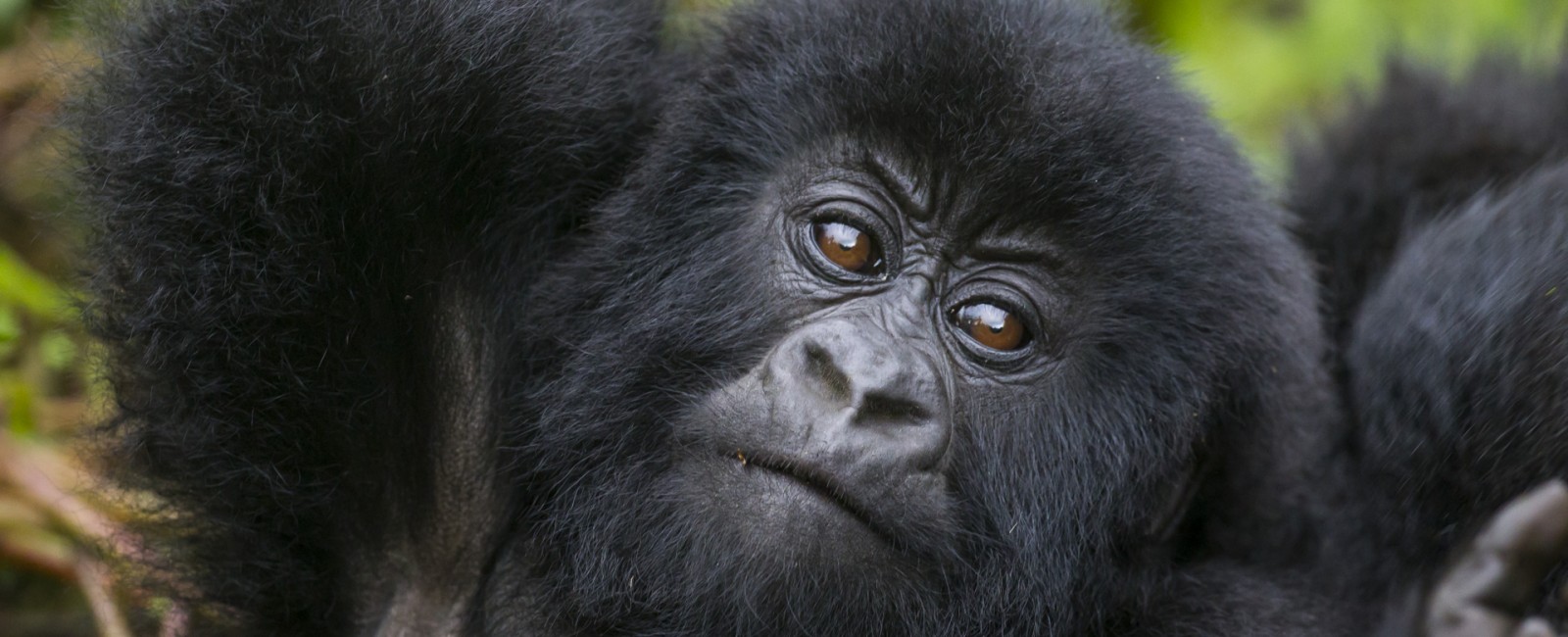 Permalink to The Gorilla Safari: Day 3