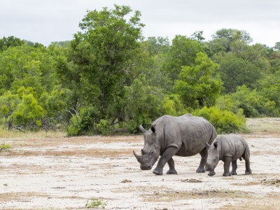 calendar, when to go, best, wildlife, safari, photo safari, photo tour, photographic safari, photographic tour, photo workshop, wildlife photography, five zero safaris, five zero photographic safaris, fivezero, kurt jay bertels, south africa, white rhino, rhino