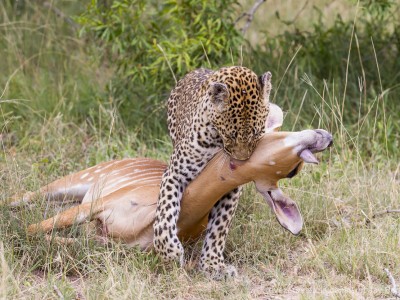 calendar, when to go, best, wildlife, safari, photo safari, photo tour, photographic safari, photographic tour, photo workshop, wildlife photography, five zero safaris, five zero photographic safaris, fivezero, kurt jay bertels, south africa, leopard, kill, nay, dragging