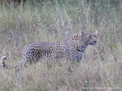 calendar, when to go, best, wildlife, safari, photo safari, photo tour, photographic safari, photographic tour, photo workshop, wildlife photography, five zero safaris, five zero photographic safaris, fivezero, kurt jay bertels, south africa, leopard, female