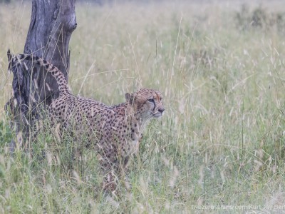 calendar, when to go, best, wildlife, safari, photo safari, photo tour, photographic safari, photographic tour, photo workshop, wildlife photography, five zero safaris, five zero photographic safaris, fivezero, kurt jay bertels, south africa, cheetah, male, scenting