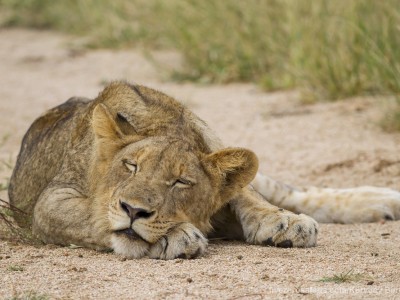 calendar, when to go, best, wildlife, safari, photo safari, photo tour, photographic safari, photographic tour, photo workshop, wildlife photography, five zero safaris, five zero photographic safaris, fivezero, kurt jay bertels, south africa, lion, young, male