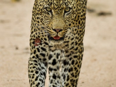 calendar, when to go, best, wildlife, safari, photo safari, photo tour, photographic safari, photographic tour, photo workshop, wildlife photography, five zero safaris, five zero photographic safaris, fivezero, kurt jay bertels, south africa, male leopard