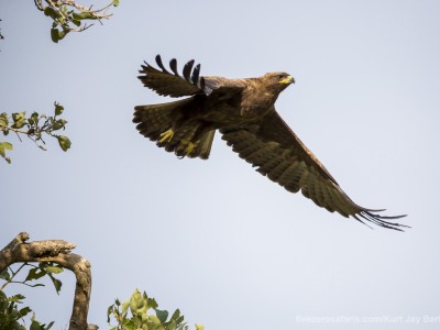 calendar, when to go, best, wildlife, safari, photo safari, photo tour, photographic safari, photographic tour, photo workshop, wildlife photography, five zero safaris, five zero photographic safaris, fivezero, kurt jay bertels, south africa, whalbergs eagle