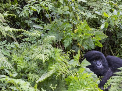 calendar, when to go, best, wildlife, safari, photo safari, photo tour, photographic safari, photographic tour, photo workshop, wildlife photography, five zero safaris, five zero photographic safaris, fivezero, kurt jay bertels, gorilla, gorilla safari, rwanda, gorilla trekking, volcano, volcanoes national park