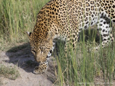 calendar, when to go, best, wildlife, safari, photo safari, photo tour, photographic safari, photographic tour, photo workshop, wildlife photography, five zero safaris, five zero photographic safaris, fivezero, kurt jay bertels, south africa, leopard, female