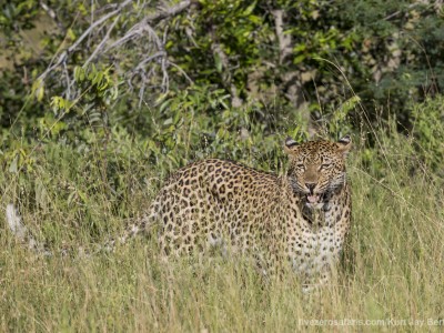 calendar, when to go, best, wildlife, safari, photo safari, photo tour, photographic safari, photographic tour, photo workshop, wildlife photography, five zero safaris, five zero photographic safaris, fivezero, kurt jay bertels, south africa, leopard, female