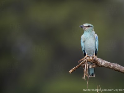 calendar, when to go, best, wildlife, safari, photo safari, photo tour, photographic safari, photographic tour, photo workshop, wildlife photography, five zero safaris, five zero photographic safaris, fivezero, kurt jay bertels, south africa, european roller