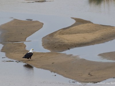 calendar, when to go, best, wildlife, safari, photo safari, photo tour, photographic safari, photographic tour, photo workshop, wildlife photography, five zero safaris, five zero photographic safaris, fivezero, kurt jay bertels, south africa, fish eagle, eagle