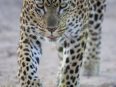 calendar, when to go, best, wildlife, safari, photo safari, photo tour, photographic safari, photographic tour, photo workshop, wildlife photography, five zero safaris, five zero photographic safaris, fivezero, kurt jay bertels, south africa, leopard, female